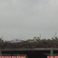 10_20-mast.jpg