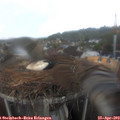 10_20-nest.jpg