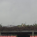 10_25-mast.jpg