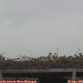 10_30-mast.jpg