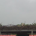 10_40-mast.jpg