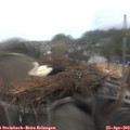10_40-nest.jpg
