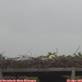 10_45-mast.jpg