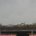 10_50-mast.jpg