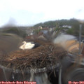 10_50-nest.jpg