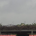 10_55-mast.jpg