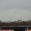 11_00-mast.jpg