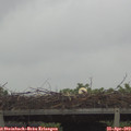 11_05-mast.jpg