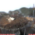 11_05-nest.jpg