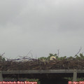 11_10-mast.jpg