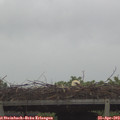 11_15-mast.jpg