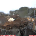 11_15-nest.jpg