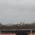 11_20-mast.jpg