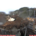 11_20-nest.jpg