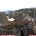 11_25-nest.jpg