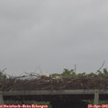 11_40-mast.jpg