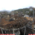 11_40-nest.jpg