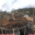 11_45-nest.jpg