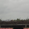 11_50-mast.jpg