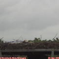 11_55-mast.jpg