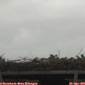 12_00-mast.jpg