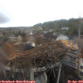 12_00-nest.jpg