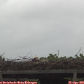 12_05-mast.jpg