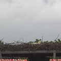 12_10-mast.jpg