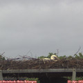12_15-mast.jpg