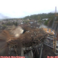 12_15-nest.jpg