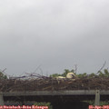 12_20-mast.jpg