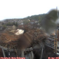 12_25-nest.jpg