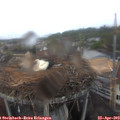 12_30-nest.jpg