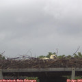 12_35-mast.jpg