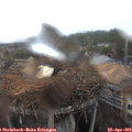 12_35-nest.jpg