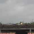 12_40-mast.jpg