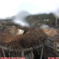12_40-nest.jpg