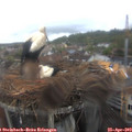 12_45-nest.jpg
