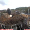 12_50-nest.jpg