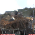 12_55-nest.jpg