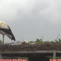 13_00-mast.jpg