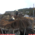 13_00-nest.jpg