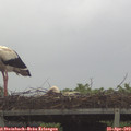 13_05-mast.jpg