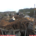 13_05-nest.jpg