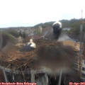 13_10-nest.jpg