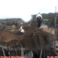 13_15-nest.jpg
