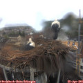 13_20-nest.jpg