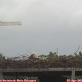 13_30-mast.jpg