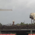 13_35-mast.jpg