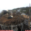 13_35-nest.jpg